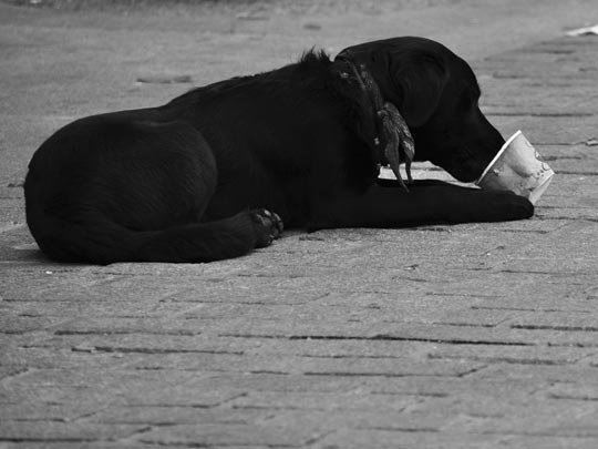  FRANCISCO SILVA [Sevilla] _ educado can 